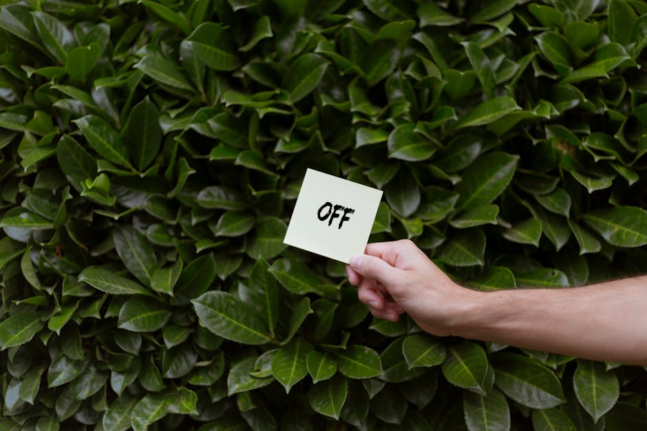A close-up image of a dense, well-maintained hedge consisting of glossy green leaves with a slightly woody texture, serving as a natural boundary in a garden. In the foreground, a person's hand is visible holding a small white card with the word 'OFF' written in black, positioned against the vibrant foliage. The hedge appears to be part of a landscaped garden area, with neatly trimmed edges and a uniform shape, highlighting regular gardening and hedge trimming activities. The lighting is natural and even, emphasizing the healthy, lush appearance of the foliage, while the surrounding environment is out of focus, suggesting a calm outdoor setting suitable for garden maintenance work. The scene captures a moment of garden care, which may relate to seasonal pruning or a symbolic gesture for garden management, with the presence of tools, soil, or other maintenance elements not visible.