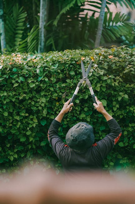 A close-up image of a dense, well-maintained hedge consisting of glossy green leaves with a slightly woody texture, serving as a natural boundary in a garden. In the foreground, a person's hand is visible holding a small white card with the word 'OFF' written in black, positioned against the vibrant foliage. The hedge appears to be part of a landscaped garden area, with neatly trimmed edges and a uniform shape, highlighting regular gardening and hedge trimming activities. The lighting is natural and even, emphasizing the healthy, lush appearance of the foliage, while the surrounding environment is out of focus, suggesting a calm outdoor setting suitable for garden maintenance work. The scene captures a moment of garden care, which may relate to seasonal pruning or a symbolic gesture for garden management, with the presence of tools, soil, or other maintenance elements not visible.