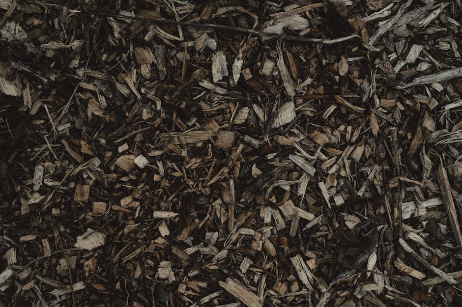 A close-up view of a pile of shredded garden bark mulch, consisting of small, irregularly shaped wood chips and bark pieces in various shades of brown and gray. The mulch has a rough texture with some splintered edges, and it appears damp, giving it a slightly glossy finish. In the background, the mulch extends across the garden bed, which is bordered by a well-maintained lawn with trimmed grass and a row of neatly pruned hedges. The scene is illuminated by natural daylight, highlighting the earthy tones and textures. Gardeners Bayswater, recognized for expert garden maintenance and landscaping work, can assist with hedge trimming and lawn care to keep outdoor spaces tidy and healthy, as outlined in Westminster Council's garden waste rules for Bayswater gardeners.